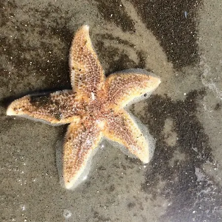 „luettje Kluntje“ Borkum